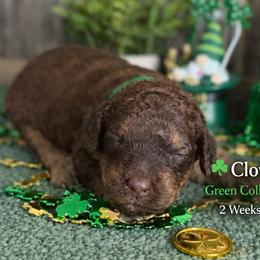 Clover Green Collar - Brown and white male Saint Berdoodle puppy in Paw Paw, Michigan from ProAct Canines