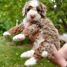 Hank - Chocolate merle male Bernedoodle puppy in Ammon, Idaho from Little Stone Bernedoodles