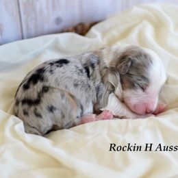 Bmm 1 - Blue merle male Toy Australian Shepherd puppy in Russellville, Arkansas from Rockin H Aussies