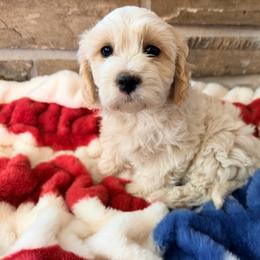 Billy - Blenheim male Cavachon puppy in Malad, Idaho from Sunny Hill Puppies