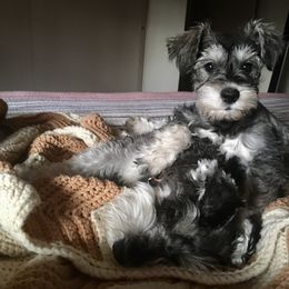 Miniature Schnauzer Puppies from Bear + Bean Schnauzer Farm