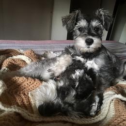 Miniature Schnauzer Puppies from Bear + Bean Schnauzer Farm