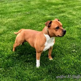 Staffordshire Bull Terrier All Grown Up from Spitfire 81 Staff's