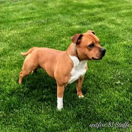 Staffordshire Bull Terrier All Grown Up from Spitfire 81 Staff's