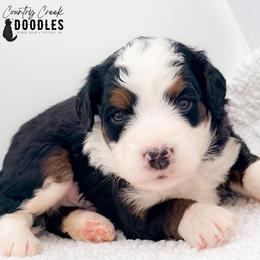 Jack - Tri-color male Bernedoodle puppy in Tipton, Indiana from Country Creek Doodles