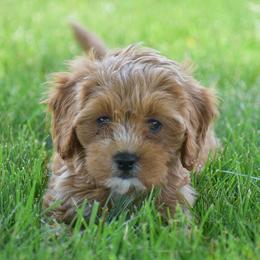 Raelynn - Red female Cavapoo puppy in Gap, Pennsylvania from Country View Puppies ( License 18816)
