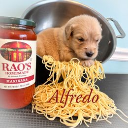 Golden Retriever Puppies from Ruff Life Goldens