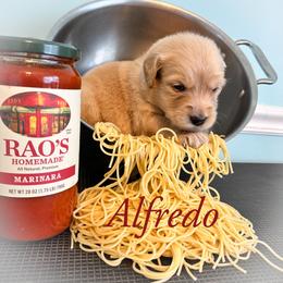 Golden Retriever Puppies from Ruff Life Goldens