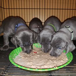 Weimaraner Puppies from LAAT Weims