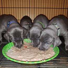 Weimaraner Puppies from LAAT Weims