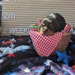 Ziti (Patriot) - Black and tan male Dachshund puppy in Indianapolis, Indiana from Englehaus Dachshunds