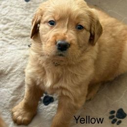 Yellow - Dark golden female Golden Retriever puppy in Indianapolis, Indiana from ZuGolden Retrievers & Doodles
