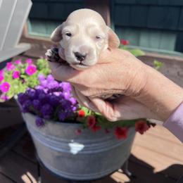 Boy 1 - Cream male Dachshund puppy in Gouverneur, New York from Dack Dachshunds