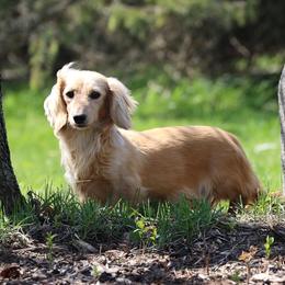Bianca - Dachshund