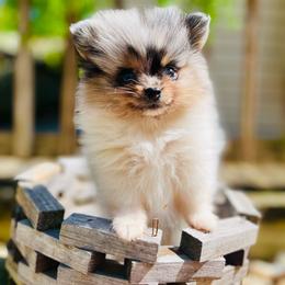 Gyro - Blue merle male Pomeranian puppy in Buck Valley, Pennsylvania from Buck Valley Pomeranians