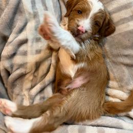 Mcjagger - Goldendoodle