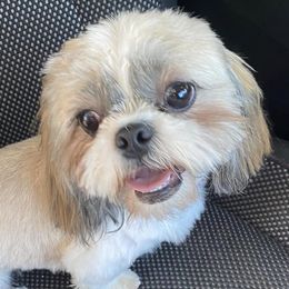Shih Tzus from TnT Shih Tzu