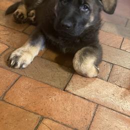 German Shepherd and Miniature American Shepherd Puppies from Von Südwest German Shepherds and Mini American Shepherds