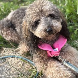 Reese - Goldendoodle