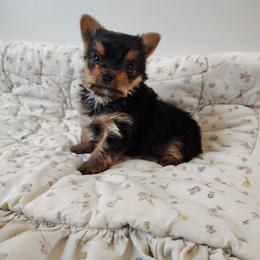 Jiraiya - Black and tan male Yorkshire Terrier puppy in Pine Grove, Pennsylvania from Cathy Burns