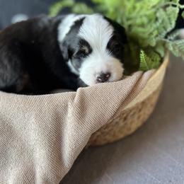 Maxwell - Black tri male Miniature American Shepherd puppy in Troy, Ohio from Wiggle Wags Miniature American Shepherds