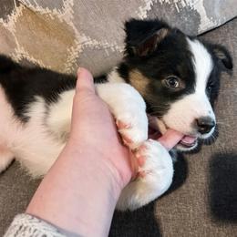 Trish - Black tri-color female Australian Shepherd puppy in Marshfield, Vermont from Discovery Hill Australian Shepherds