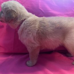 Golden Retriever Puppies from Chevaline Goldens