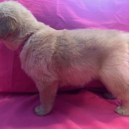 Golden Retriever Puppies from Chevaline Goldens