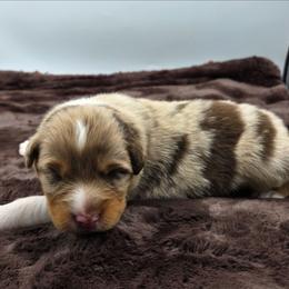 Rmm - Red merle male Australian Shepherd puppy in Jameson, Missouri from Sky Creek