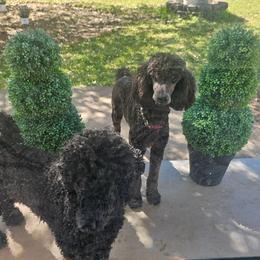 Poodles from Tommy Jones