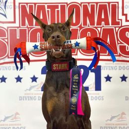 Doberman Pinscher Puppies from Wind River Dobermans