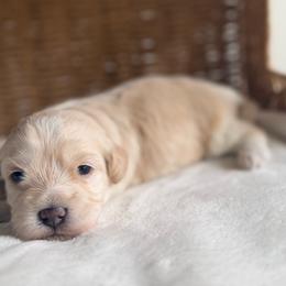 Hazel - Cream female Maltipoo puppy in Oxnard, California from Sunshine’s Maltipoo’s