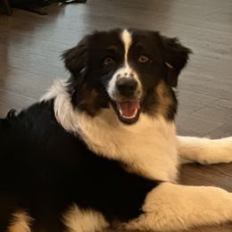Oakley - Australian Shepherd