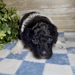 Nash - Parti male Goldendoodle puppy in Litchfield, Connecticut from Gracie Doodles CT