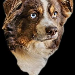 Ruby - Toy Australian Shepherd