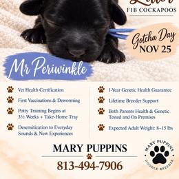 Mr Periwinkle - Black male Cockapoo puppy in Tampa, Florida from Mary Puppins
