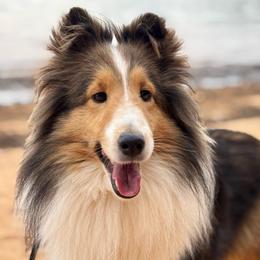 Champagne - Shetland Sheepdog