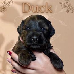 Duck - Sable female Goldendoodle puppy in Blanchard, Oklahoma from Dream Doodles by Dondi