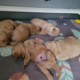 Beignet - Dark golden male Golden Retriever puppy in Greensburg, Kentucky from Southern Springs Goldens