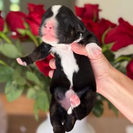 Guava - Tri-color female Bernedoodle puppy in Yuciapa, California from AlltheDoodlez_