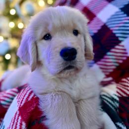 Navy Blue Boy - Golden male Golden Retriever puppy in Silver Lake, Indiana from Seven Hills Goldens