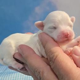 Kurt - White male Maltese puppy in Aurora, Missouri from KnJ Precious Paws LLC