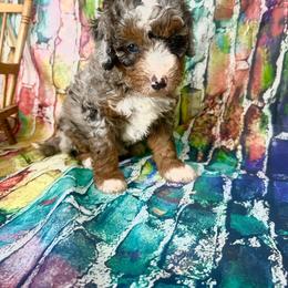 Spp - Merle female Bernedoodle puppy in Moulton, Iowa from Shondel Puppy Paws