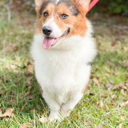 American Corgi Puppies from Southern Tastes American Corgis