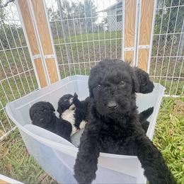 Slate - Black male Poodle puppy in Fort Lauderdale, Florida from SoFlo Standard Poodles