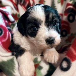 Pepper - Black tri-color female Aussiedoodle puppy in Maysville, Missouri from Mini AussieDoodles on Meadow Lane