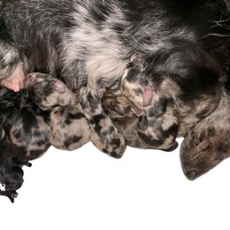 Boy 3 - Dapple male Dachshund puppy in Medina, Ohio from STORIED DOXIES