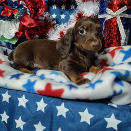 Bear - Chocolate and tan male Dachshund puppy in Hudson, Michigan from Mittentail Kennel Miniature Dachshunds & Australian Shepherds