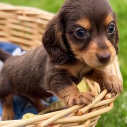 Peanut - Chocolate and tan male Dachshund puppy in Salem, Oregon from Longdox Mini Dachshunds