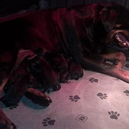 Girl 4 - Black and mahogany female Rottweiler puppy in De Witt, Iowa from Irish Eyes Kennels